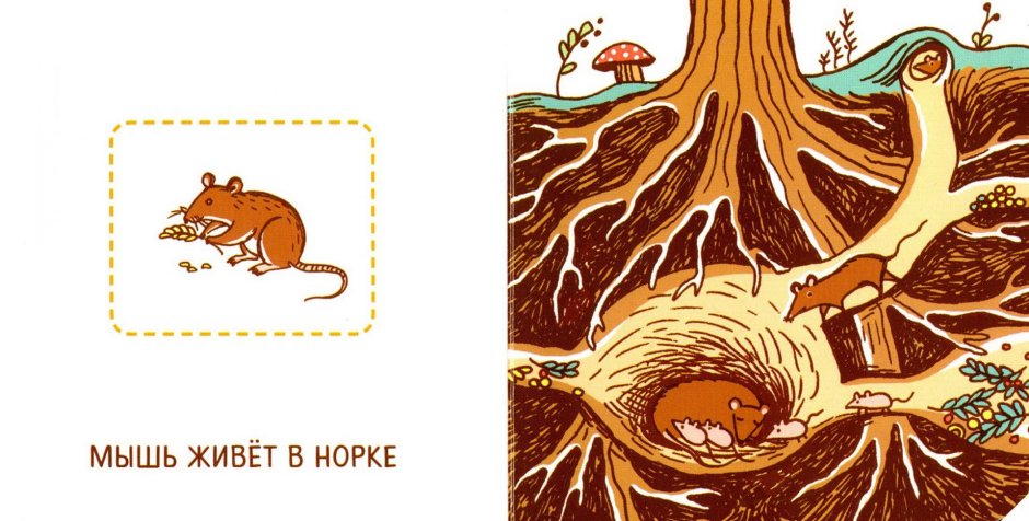 Гнездо дупло Берлога Нора