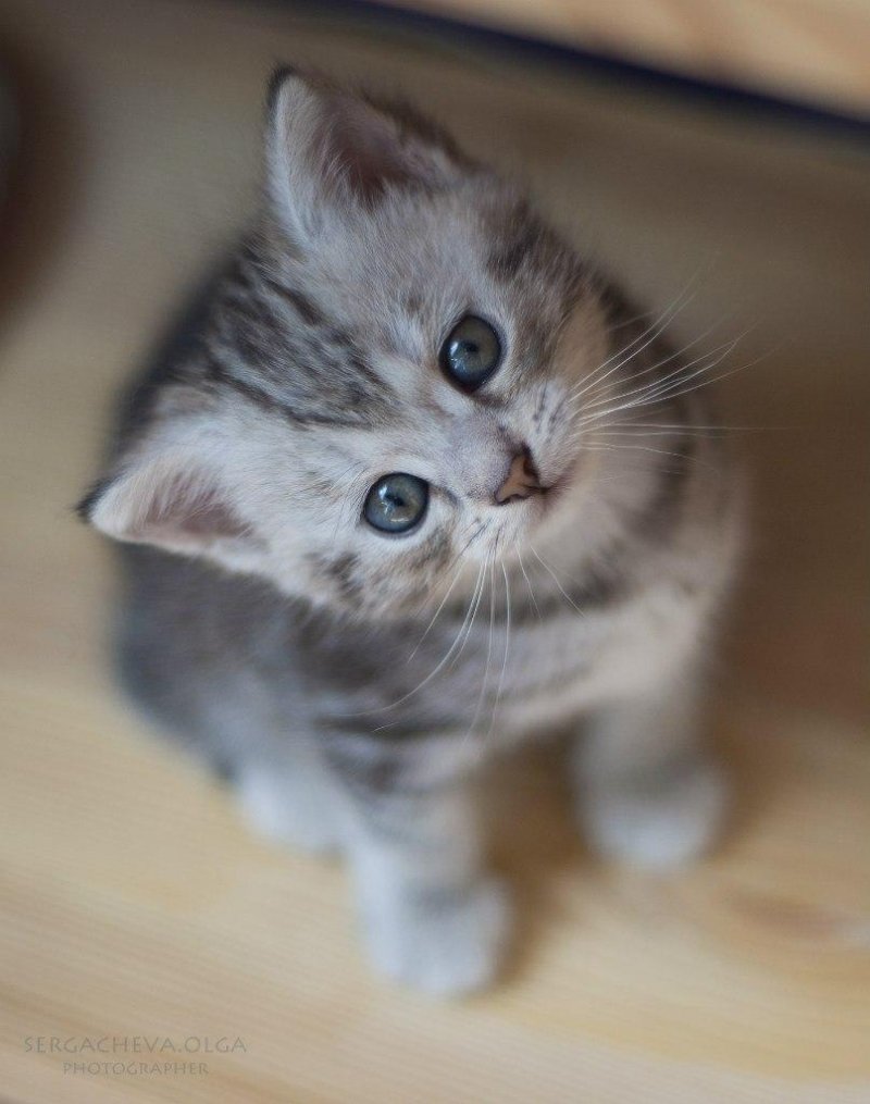 Дымчато белый котенок