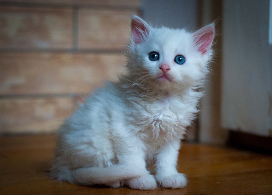 Белый котёнок с голубыми глазами