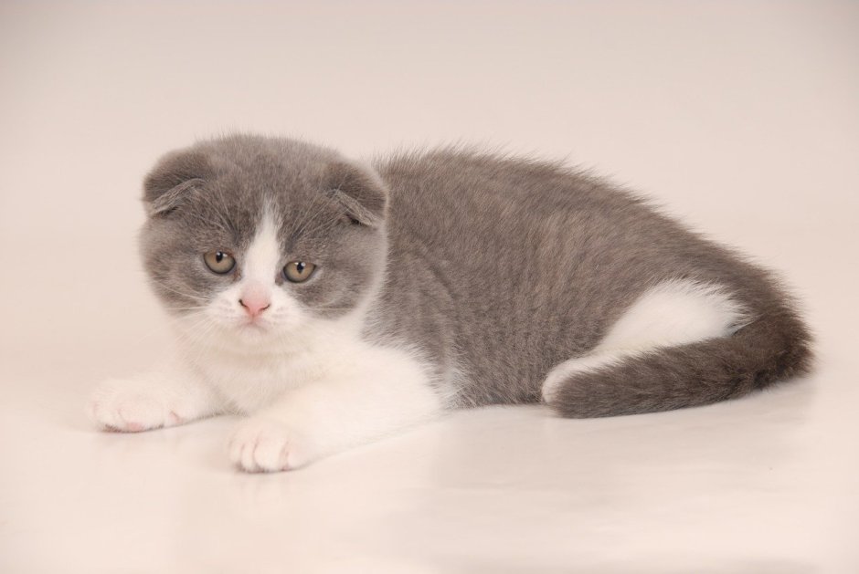 Скоттиш-фолд Шотландская вислоухая кошка белый