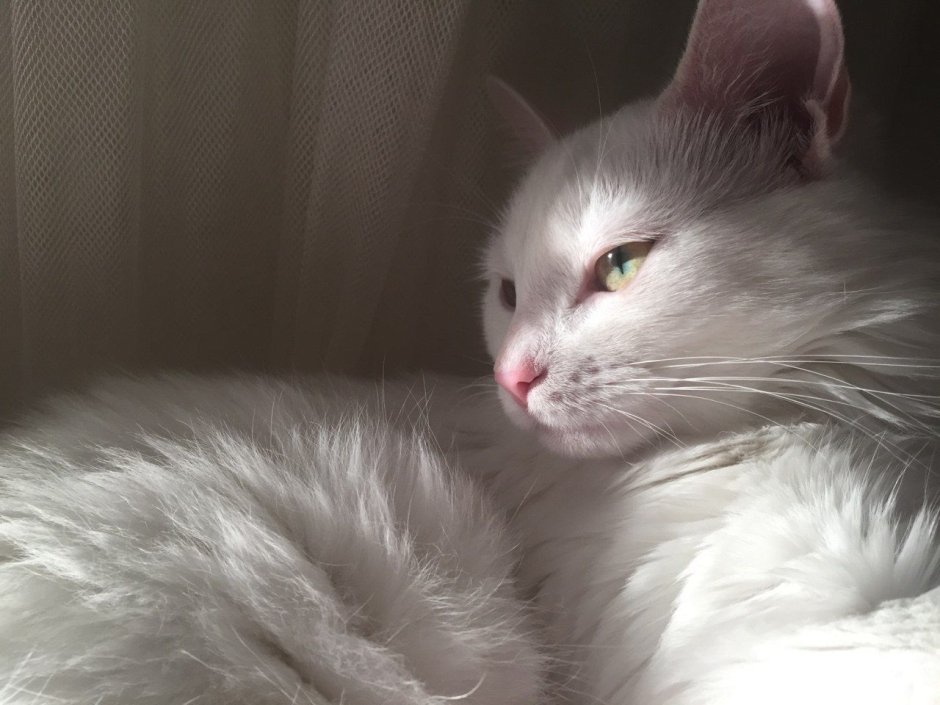 Белые коты Эстетика