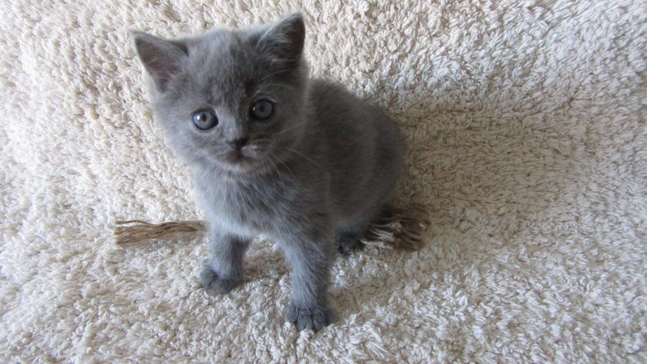 Британская короткошёрстная котята 1 месяц