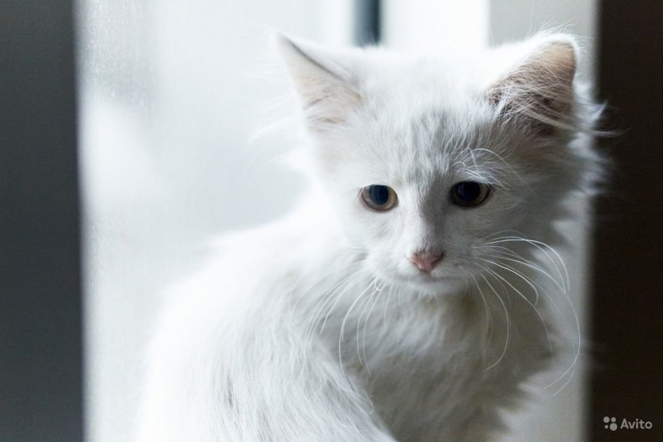 Белая грустная кошечка
