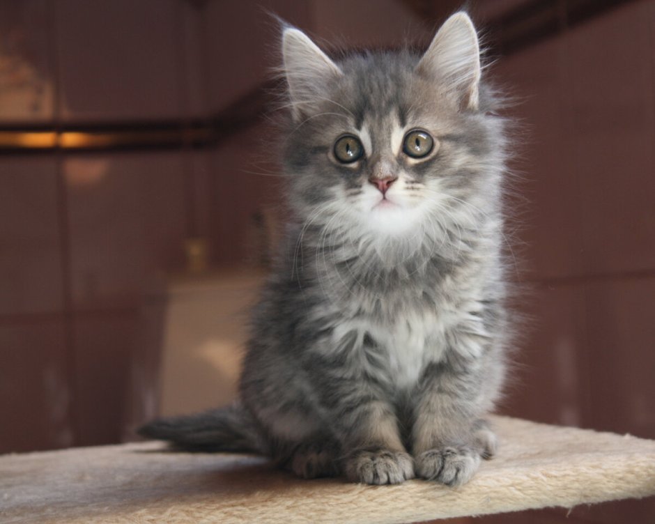 Сибирский котенок серый
