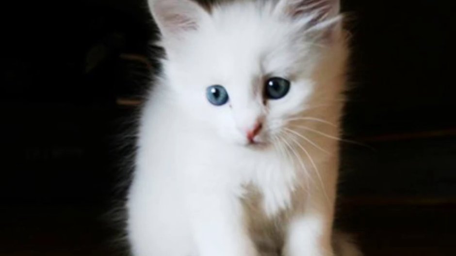 Белый котенок