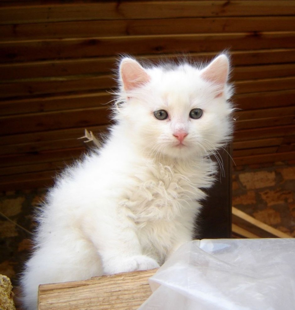 Котята белые пушистые ангорские
