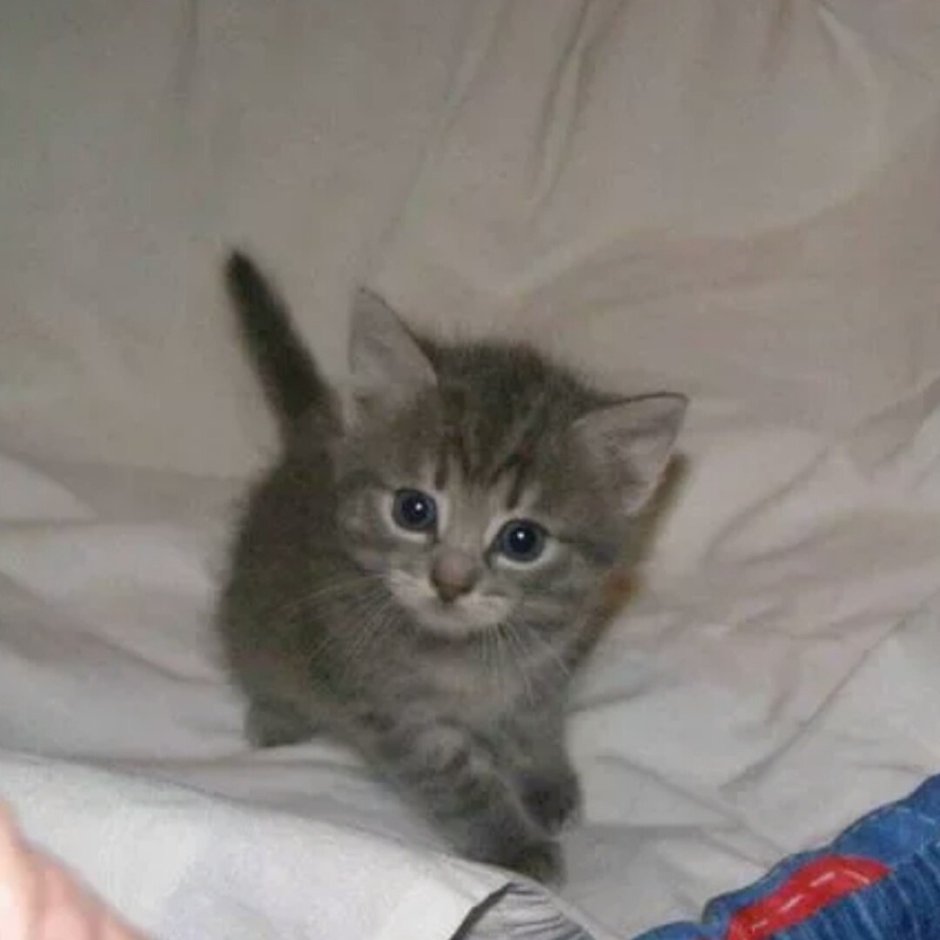 Котята маленькие серые 1 месяц