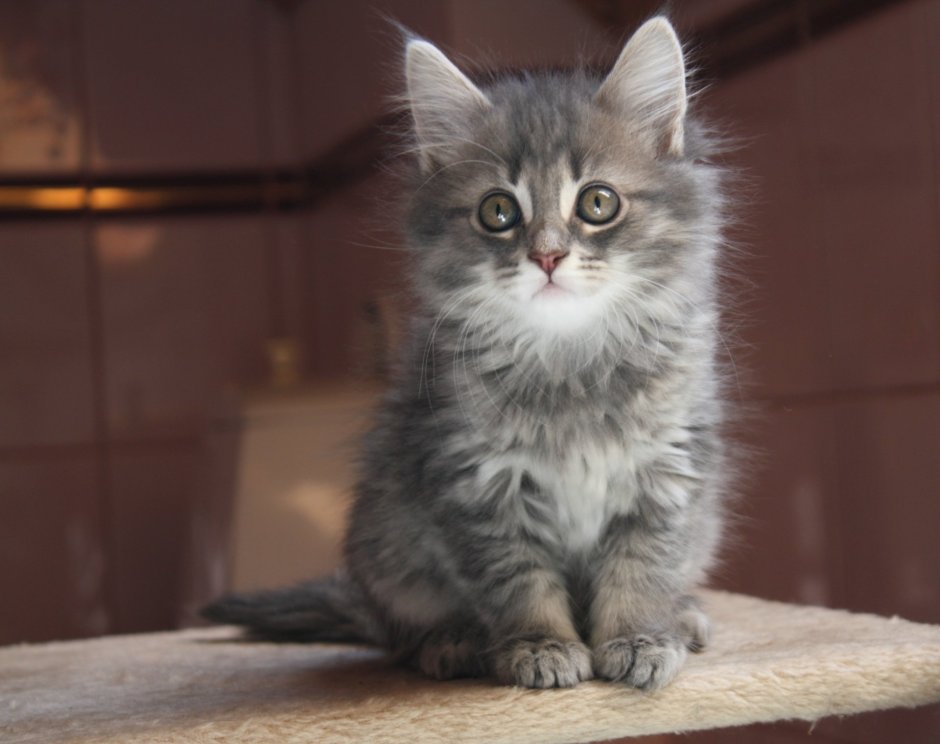 Сибирская кошка дымчатая котенок