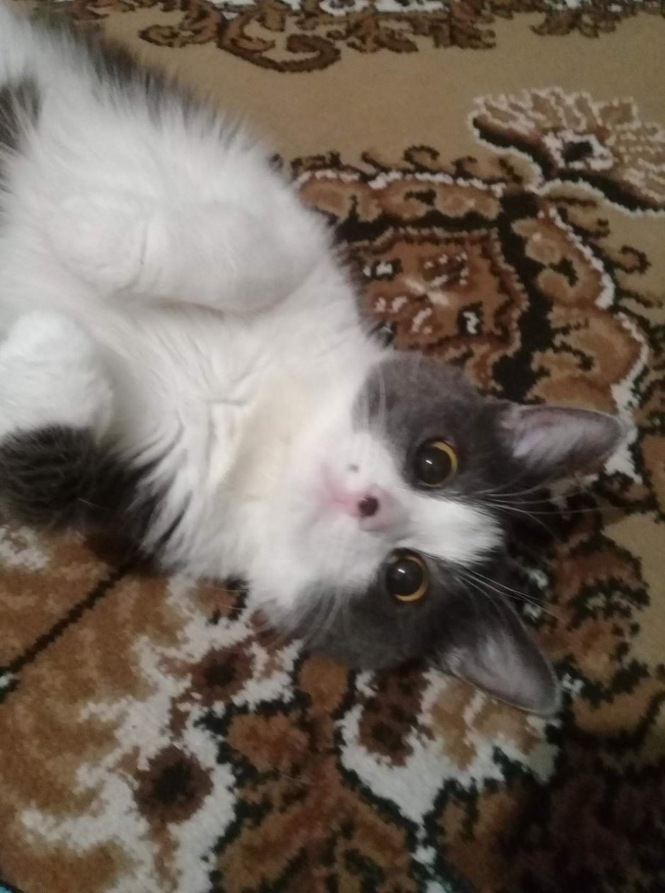 Котик белый с дымчатым хвостом