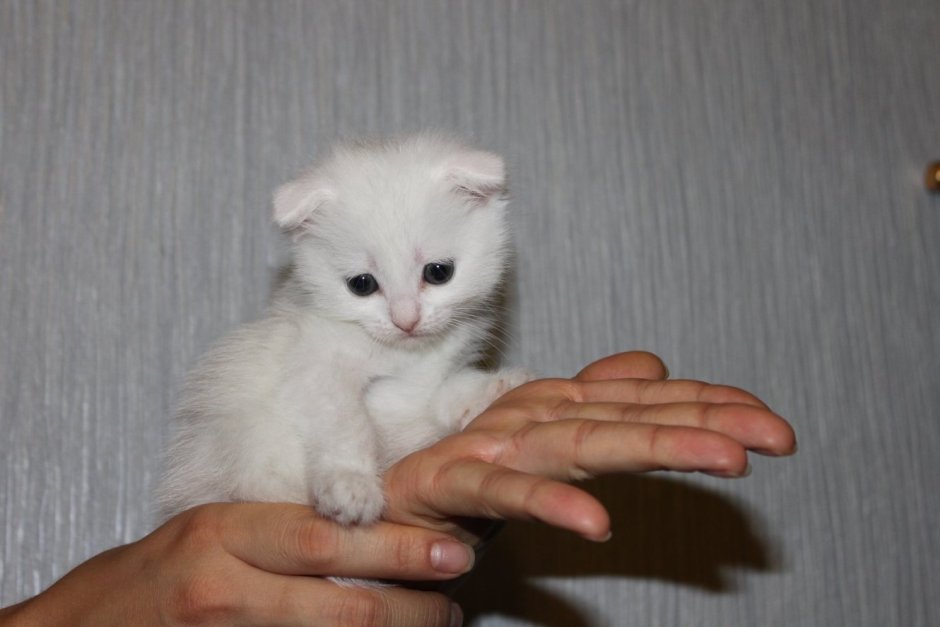 Белый котенок в ладошке
