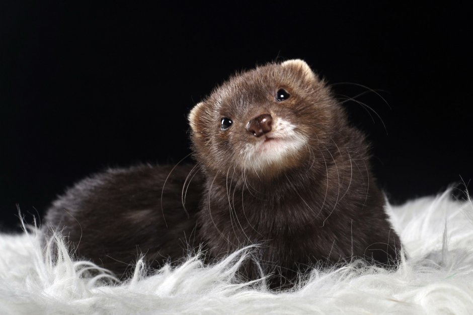 Американская норка (Mustela Vison)