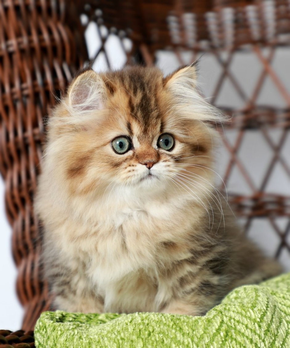 Британская длинношёрстная кошка