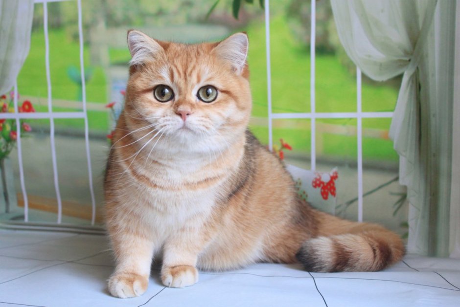 Манчкин Британская шиншилла