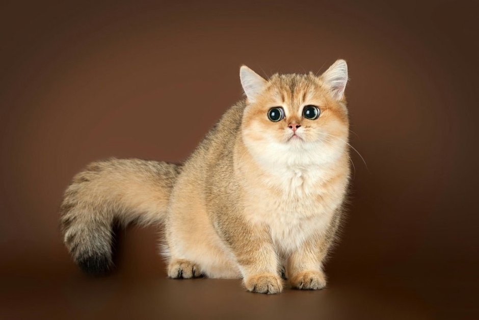 Шотландская короткошерстная Золотая шиншилла