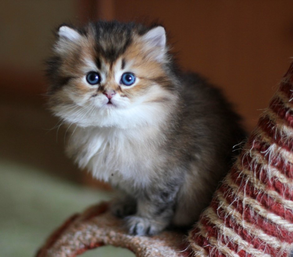 Шотландская короткошерстная Золотая шиншилла