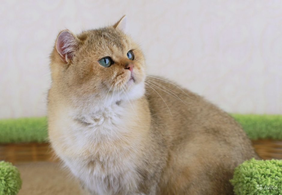Британская короткошёрстная Золотая шиншилла