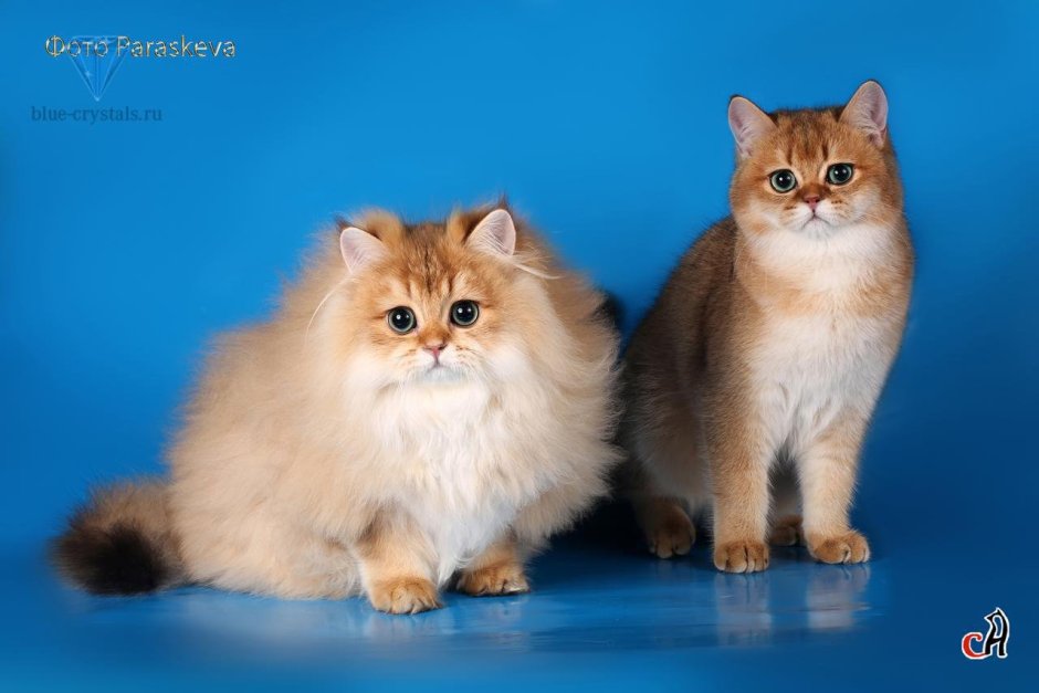 Британская длинношёрстная кошка шиншилла Золотая