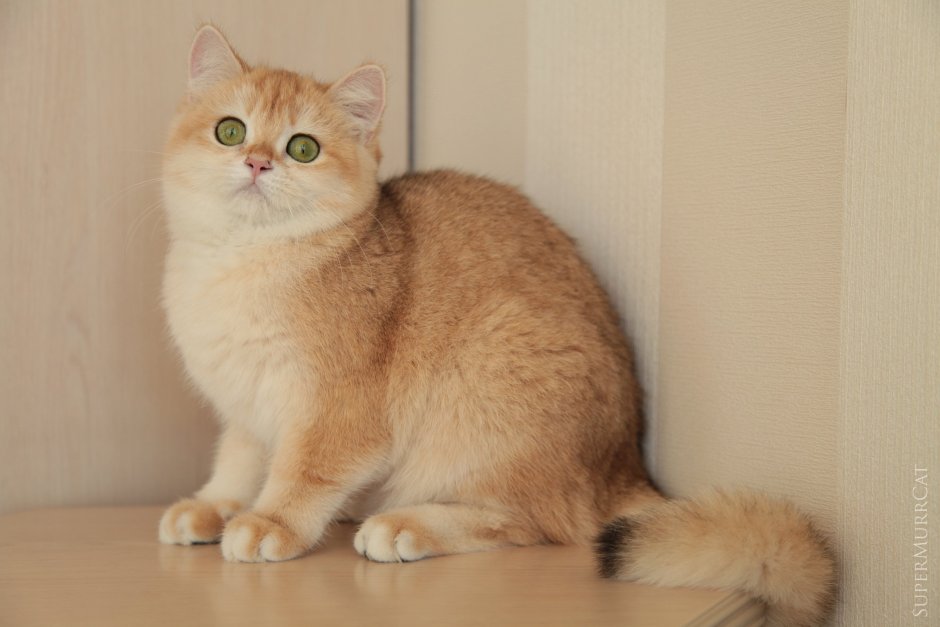 Шотландская Золотая шиншилла