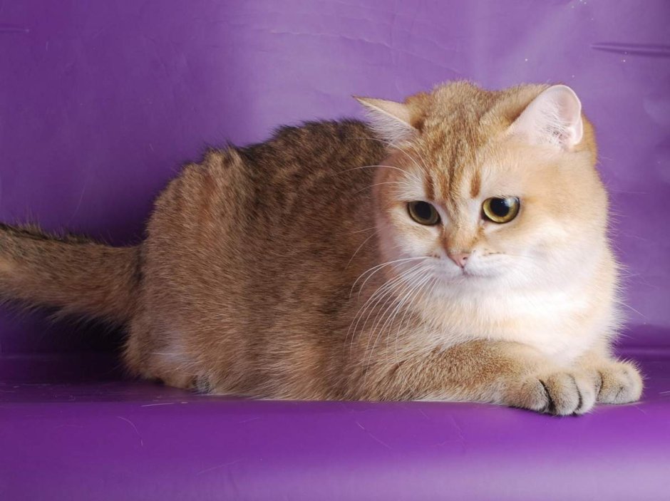 Кошка британец Золотая шиншилла