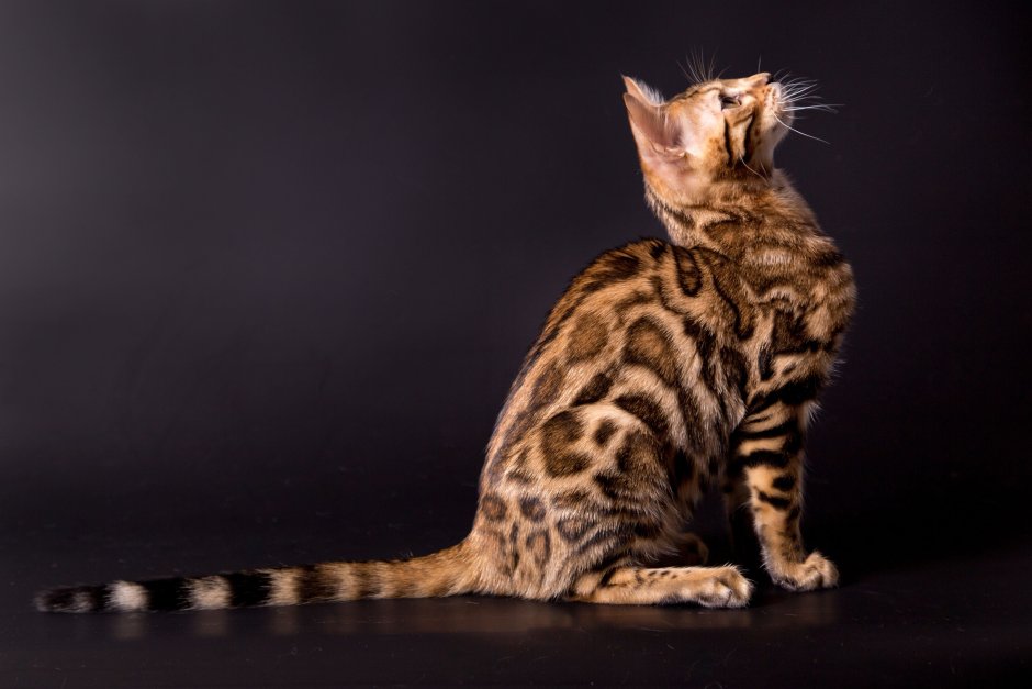 Бенгальский кот