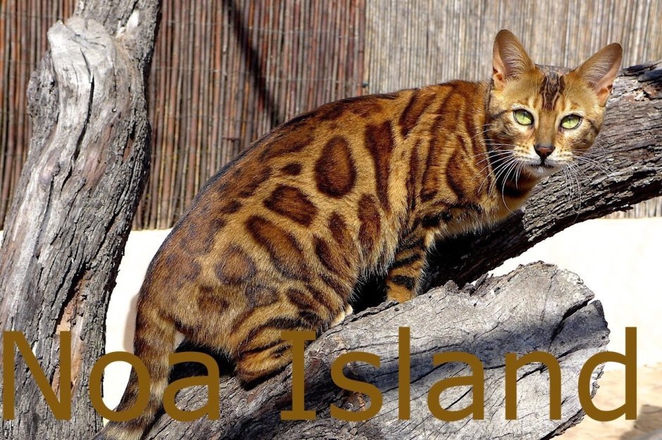 Бенгальская кошка Марбл