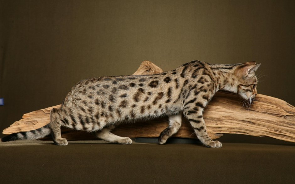 Британский бенгальский кот