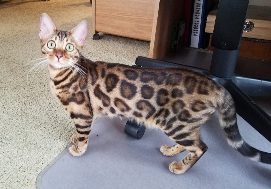 Королевская Бенгальская кошка