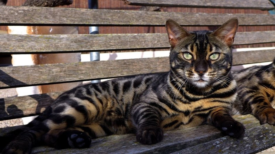 Бенгальская кошка табби