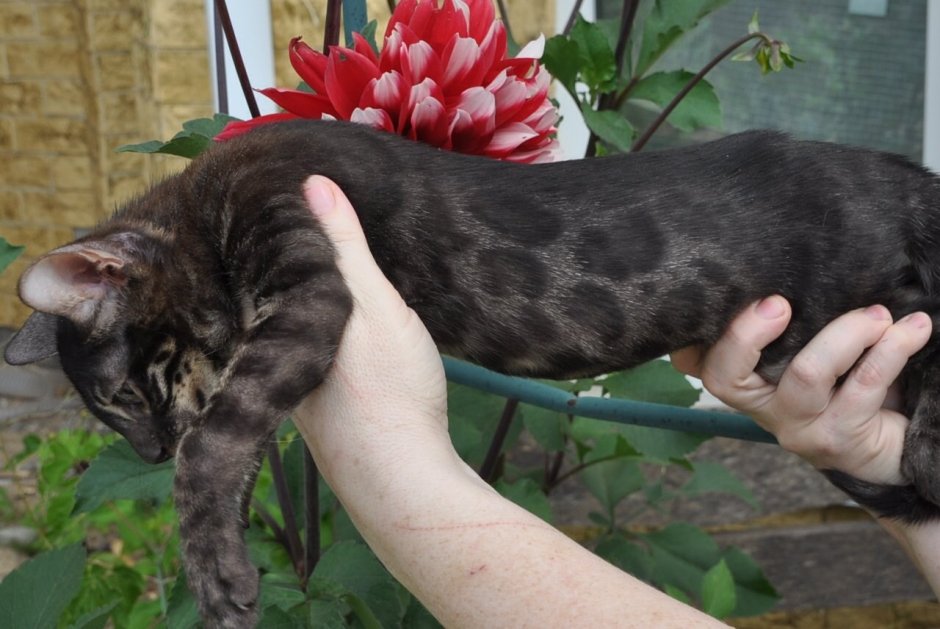Бенгальская кошка меланистик