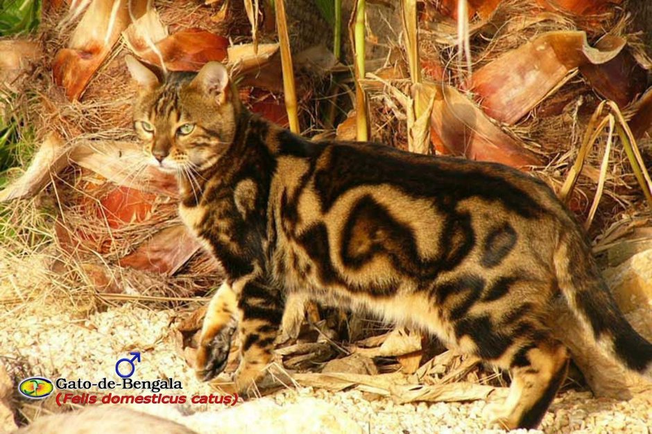 Бенгальская кошка