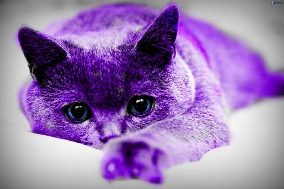 Космический кот