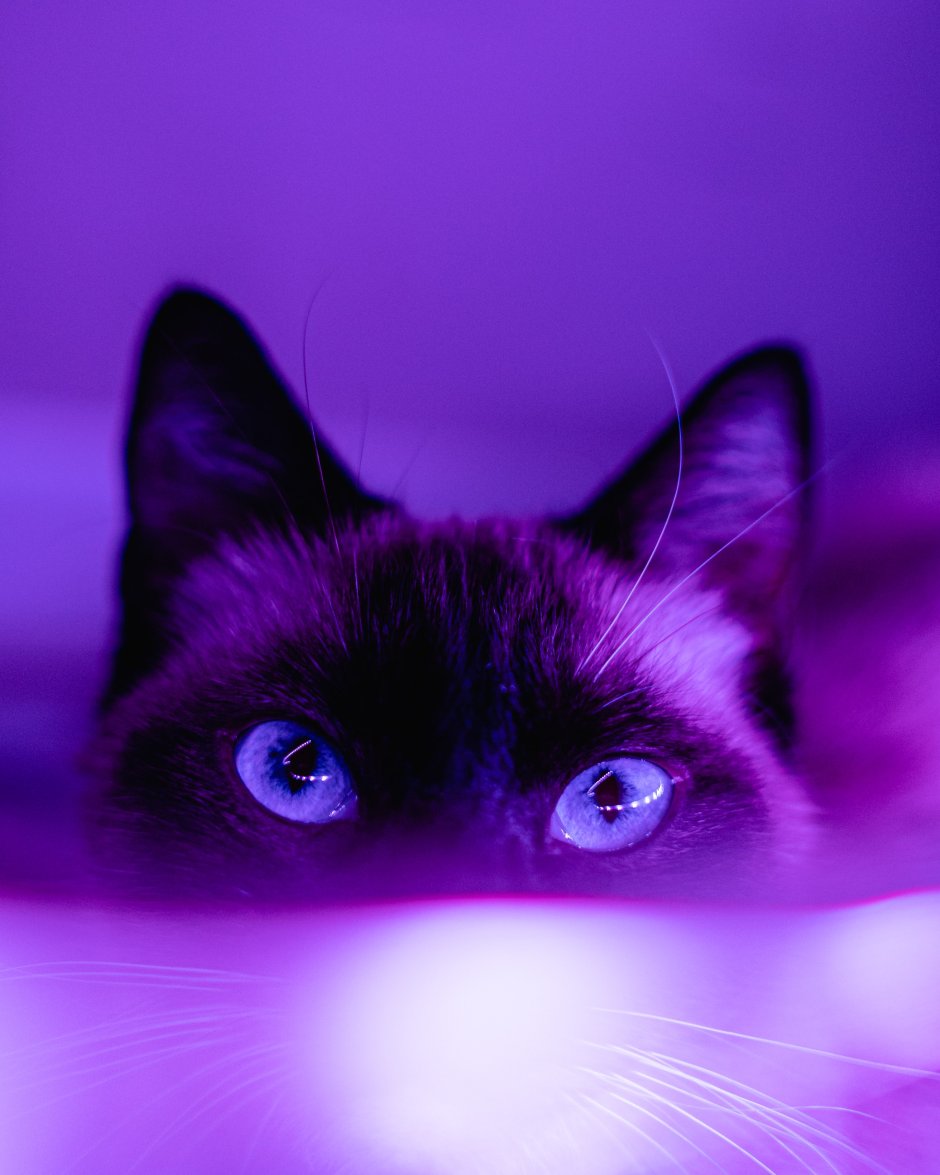 Кошка на фиолетовом фоне
