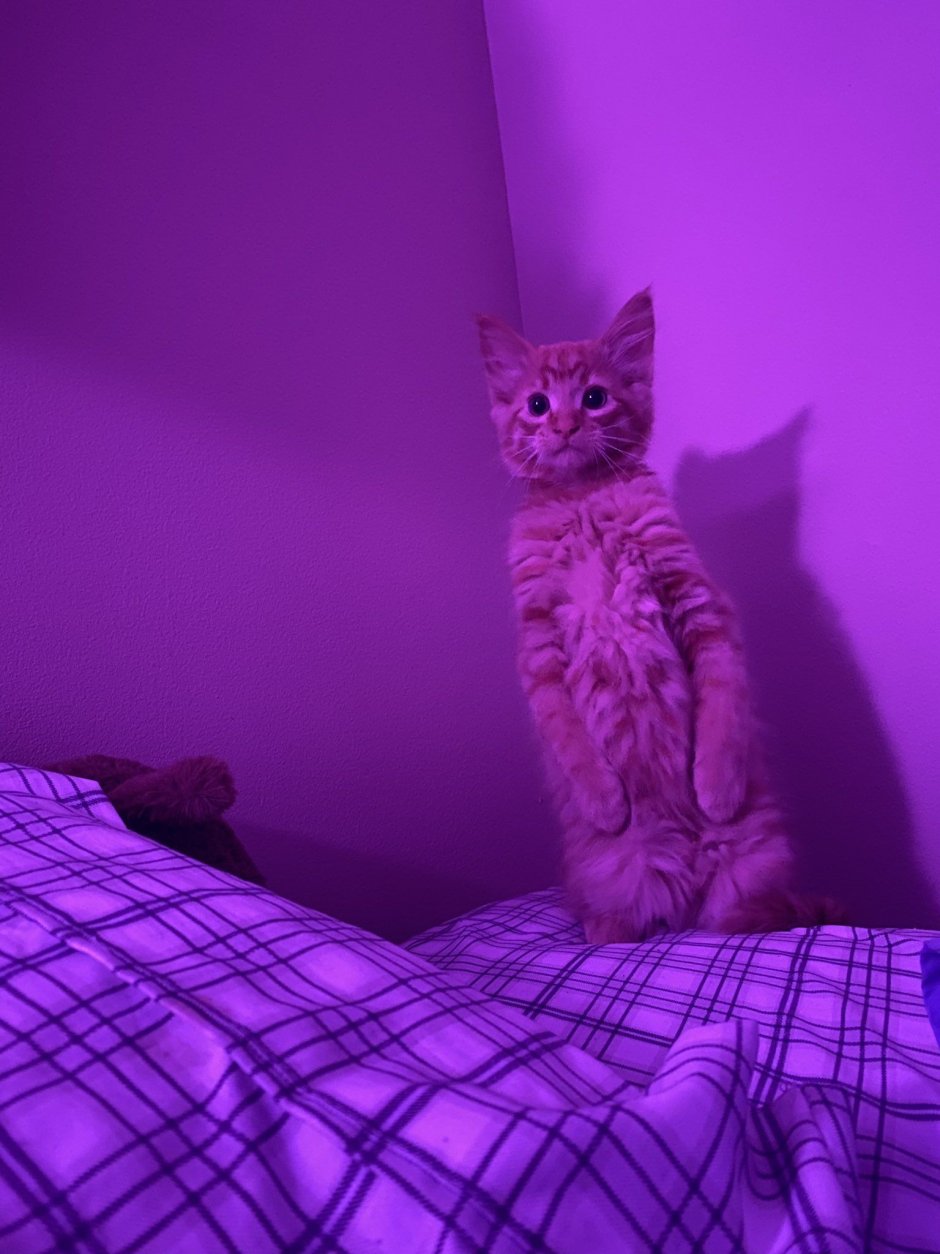 Милый фиолетовый котик