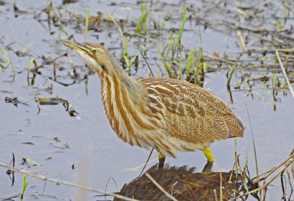 Botaurus lentiginosus
