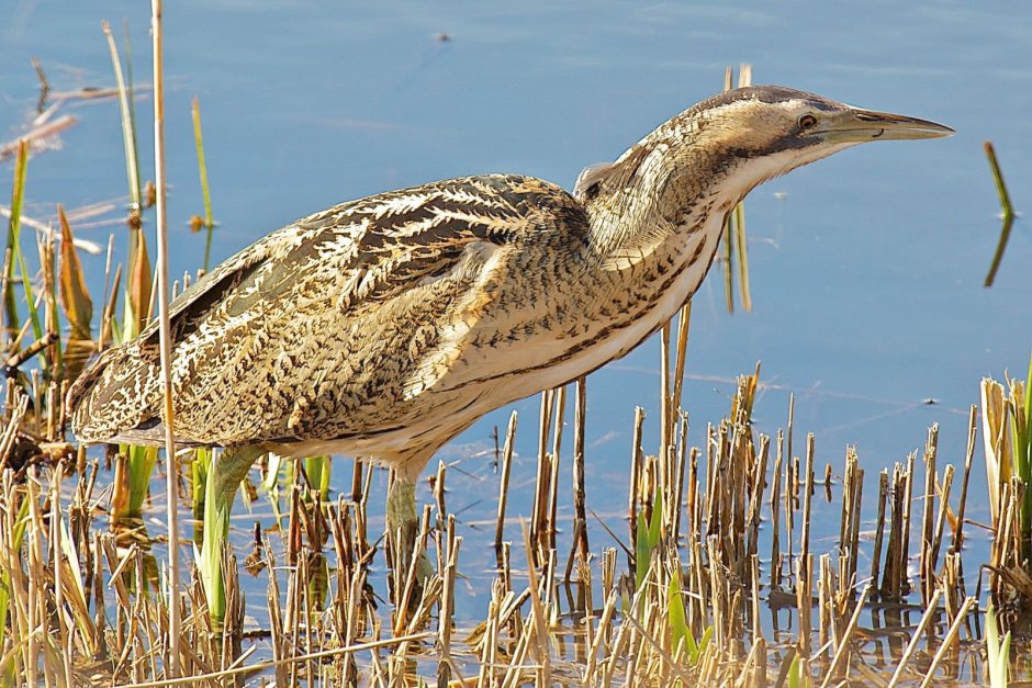 Большая выпь (Botaurus Stellaris (l.)