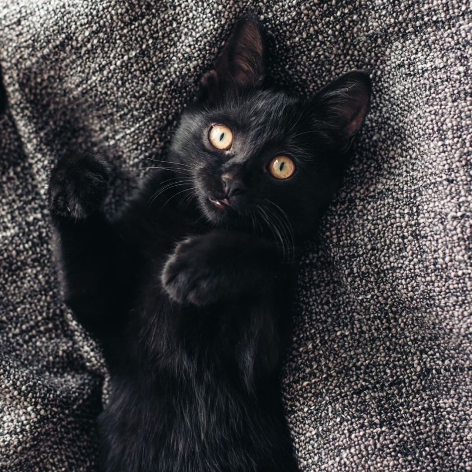 Милые чёрные котики