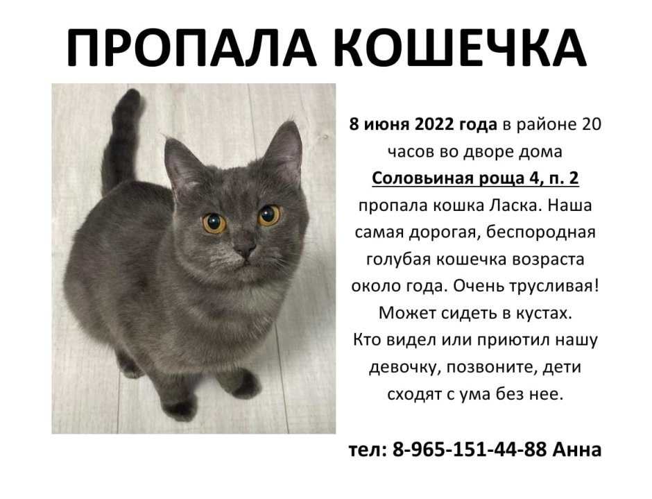 Москва купить котенка Лучано
