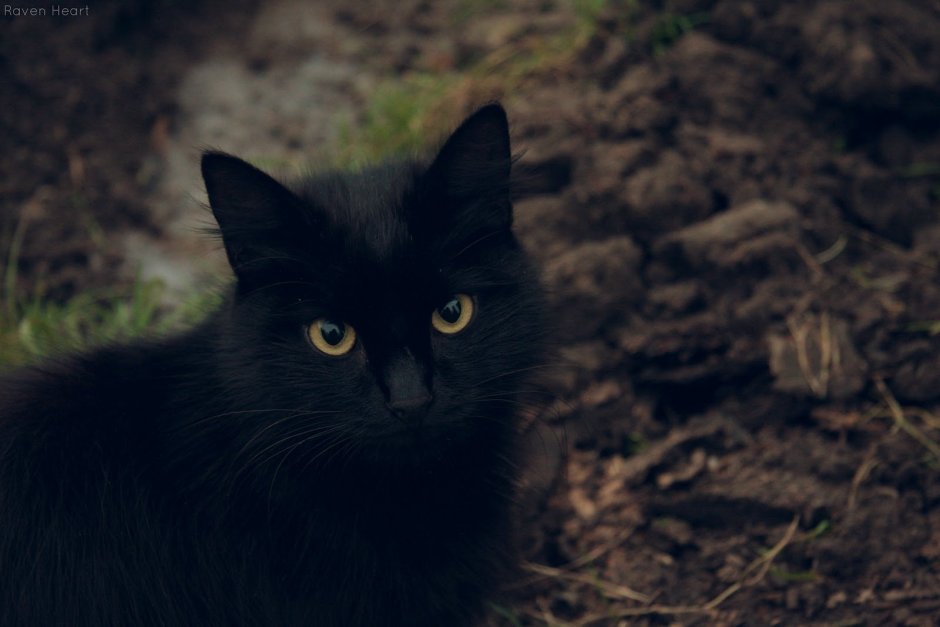 Черная кошка дворняжка