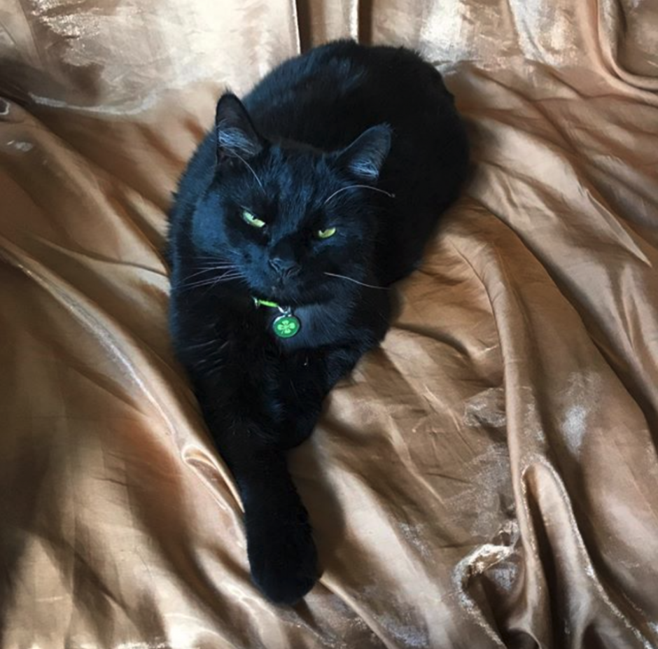 Черная беспородная кошка