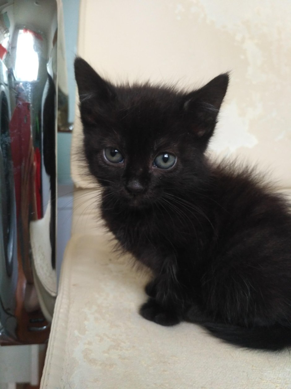 Наглые черные коты