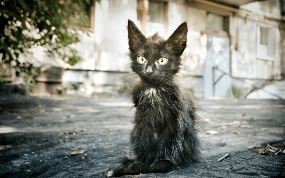 Короткошерстные беспородные кошки
