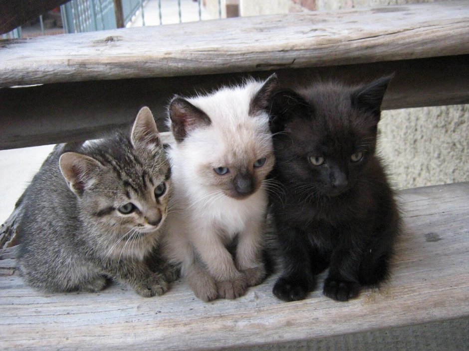 Котята чёрно белые