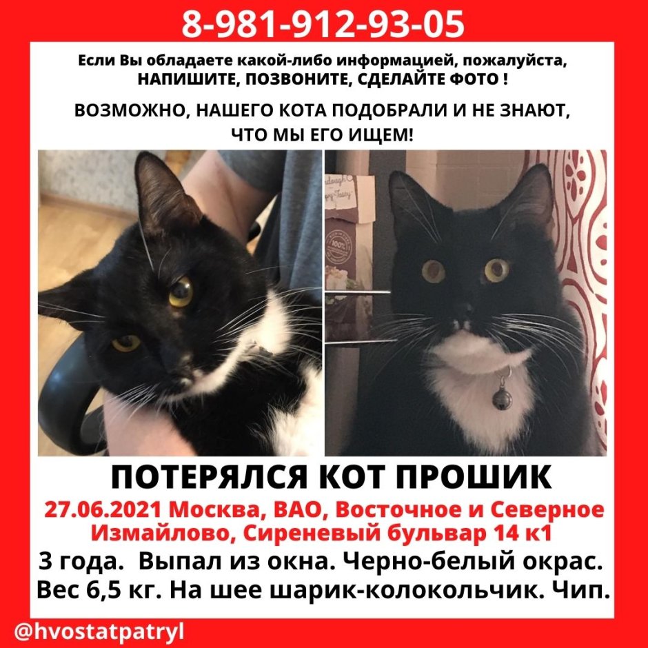 Как выглядит Фоминский кот
