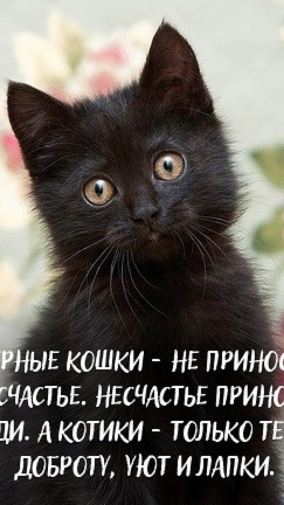 Сибирская черная короткошерстная кошка