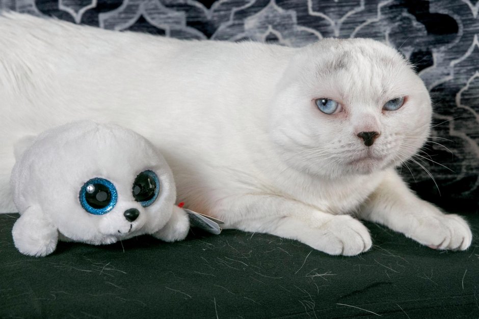Без кота