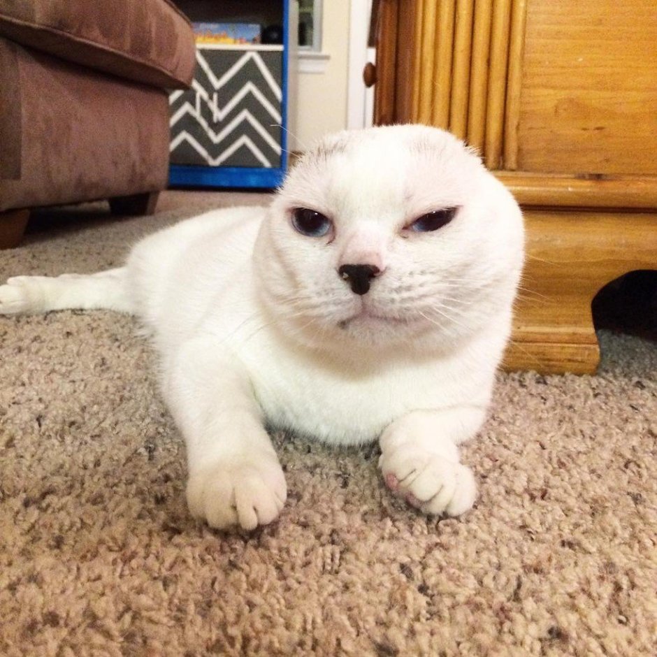 Кошка без ушей