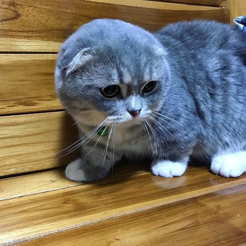 Вислоухий экзот Манчкин