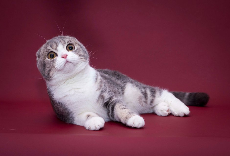 Кошка скоттиш фолд