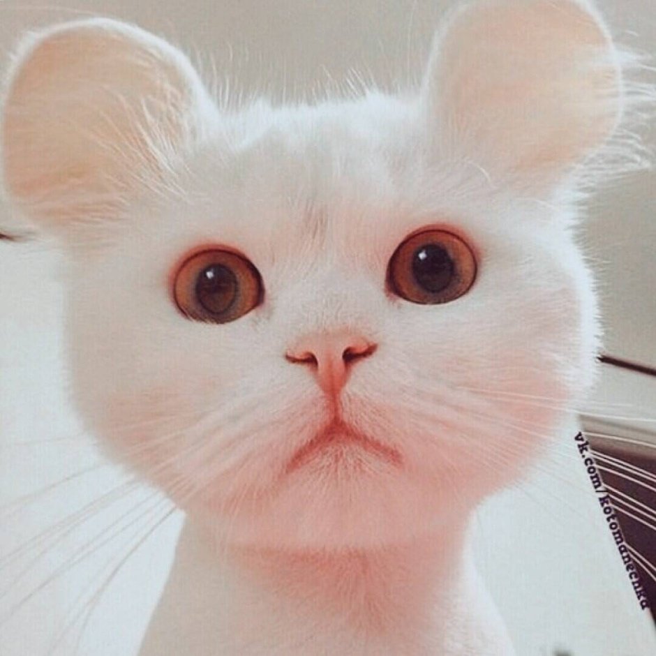 Кот с мышиными ушами