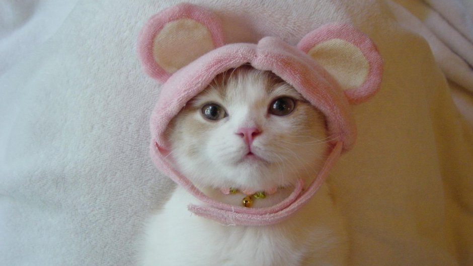 Милый котик
